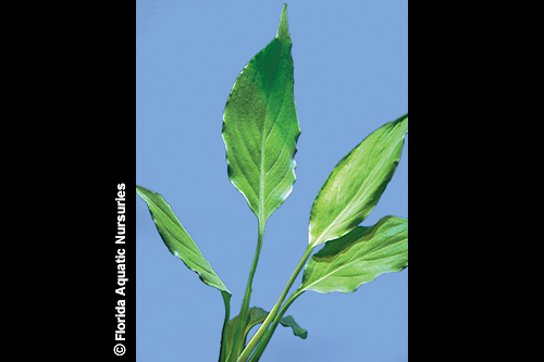 Giant Mother Plant